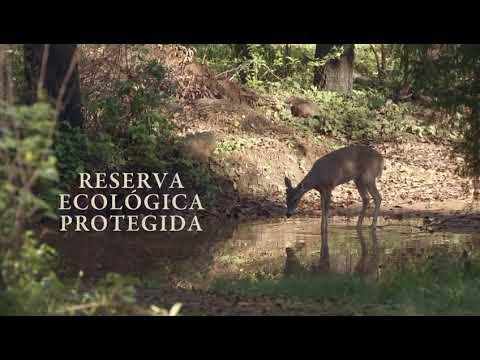 Previsualización del video